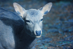infrared landscape 122