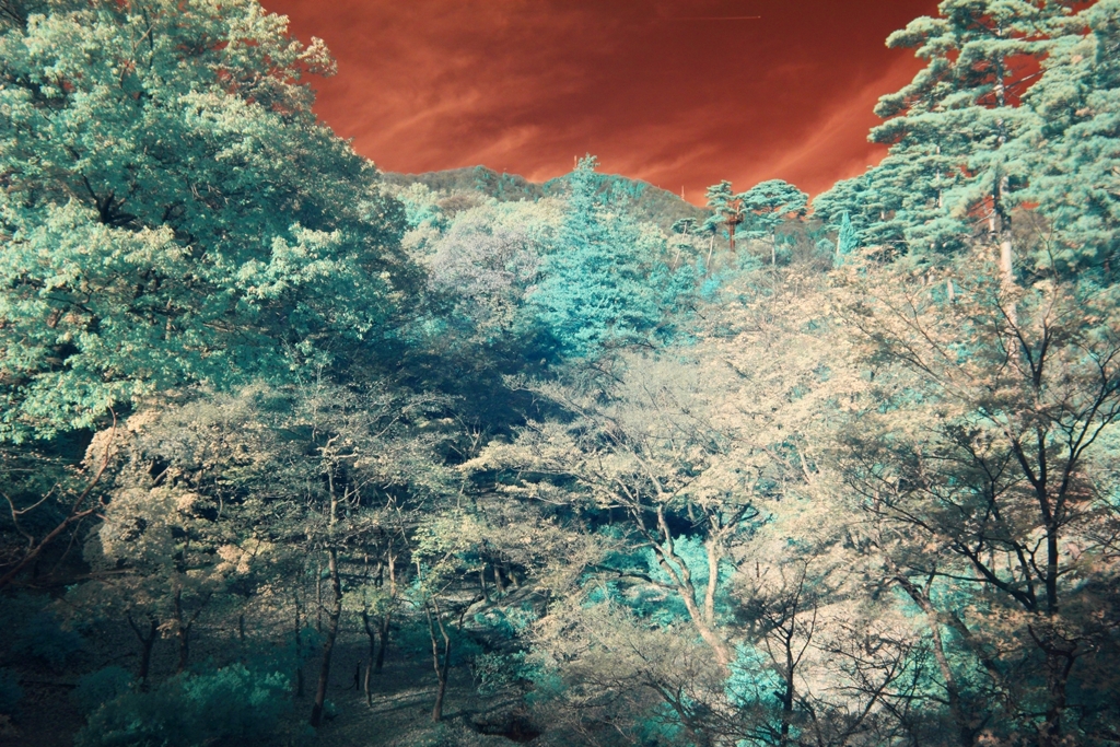 infrared landscape 99
