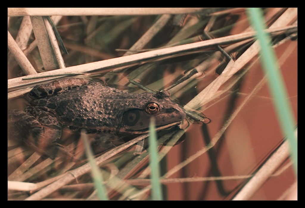 bullfrog