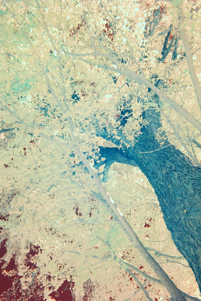 infrared landscape 100