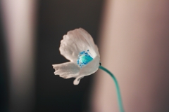 small flower