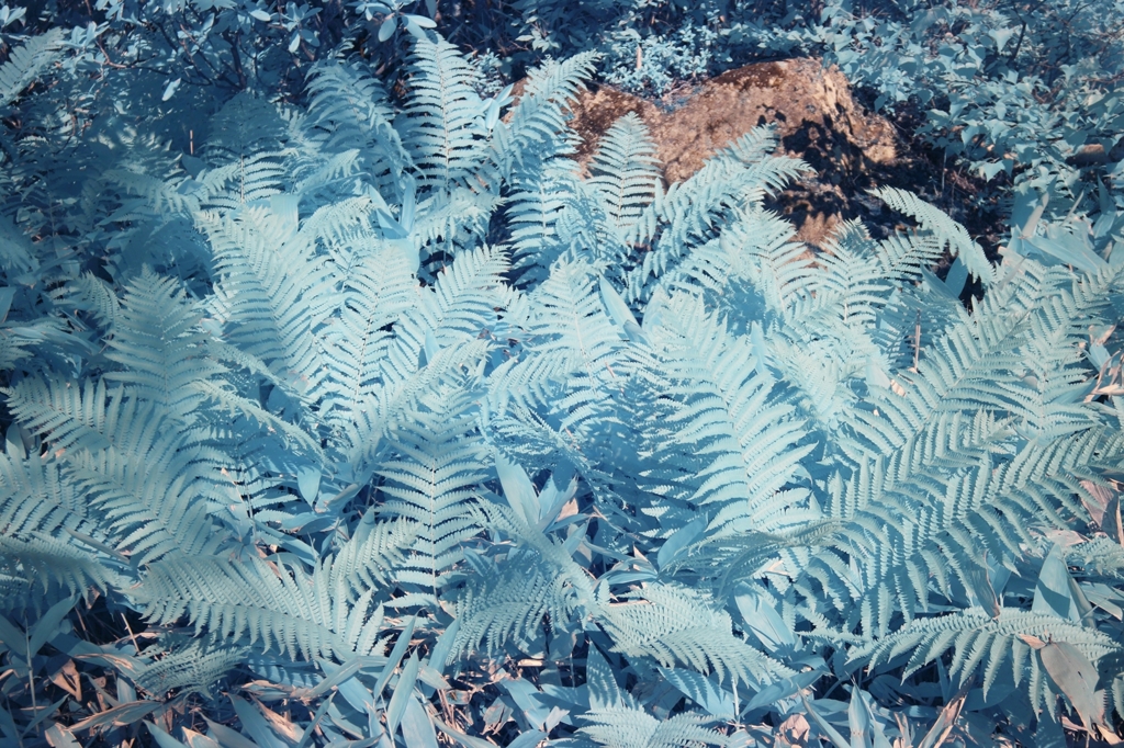 infrared landscape 44