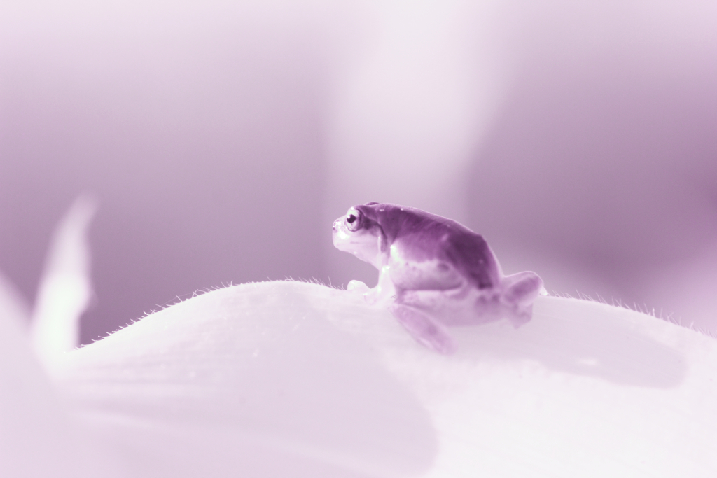 infrared landscape 109