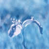 infrared landscape 41