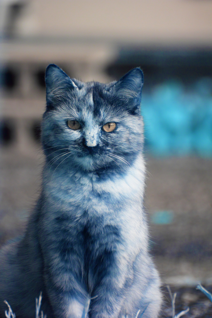 infrared landscape 121