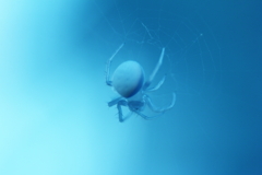 spider 5