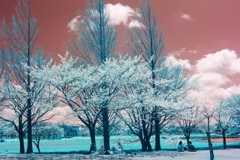 infrared landscape 68