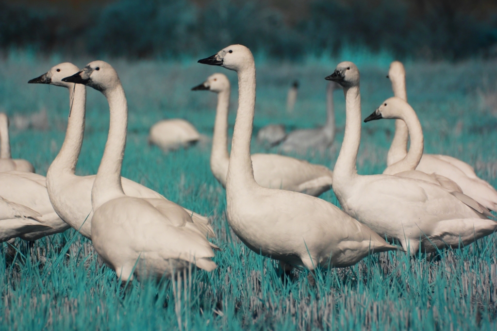 swan dive 2