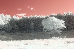 infrared landscape 40