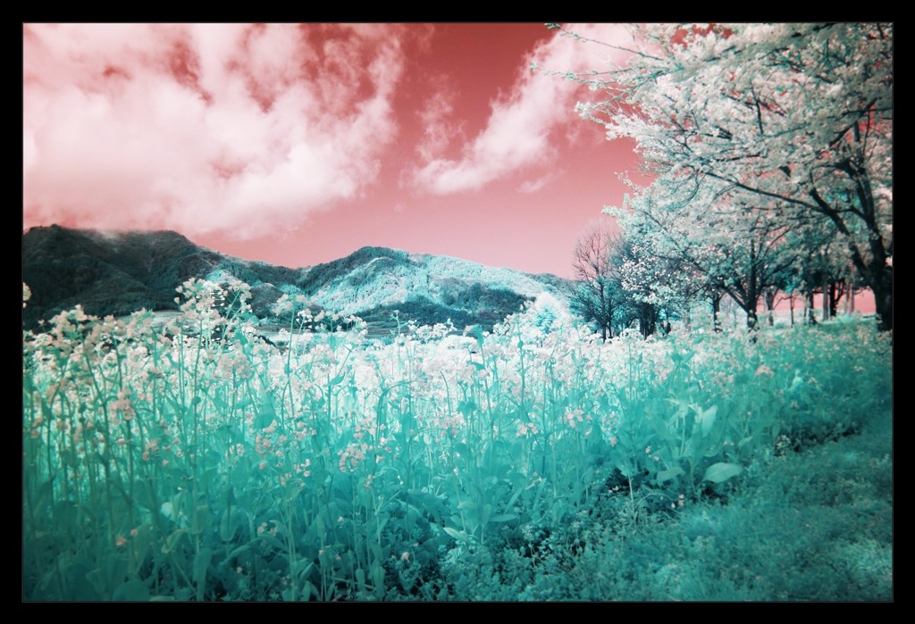 infrared landscape 14