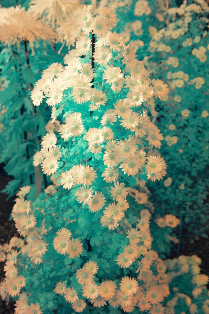 infrared landscape 97