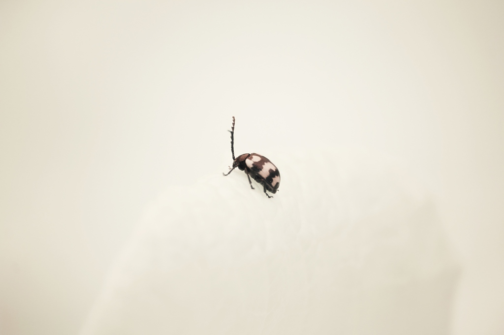 bug