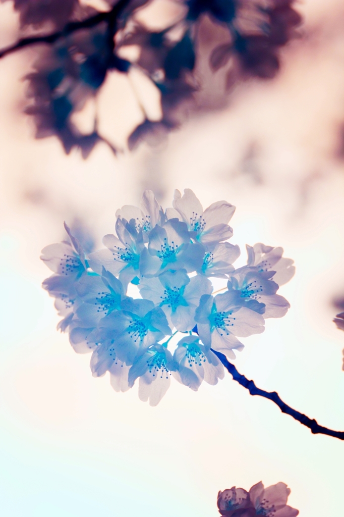sakura