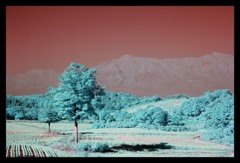 infrared landscape 1