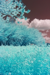 infrared landscape 65