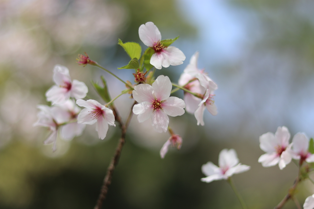 桜