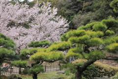 桜と松