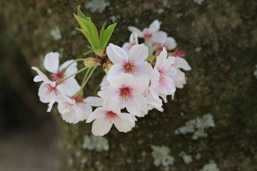 桜