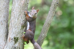 木登りてきる？