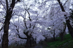 桜道