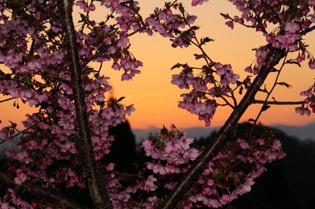 朝焼けと桜