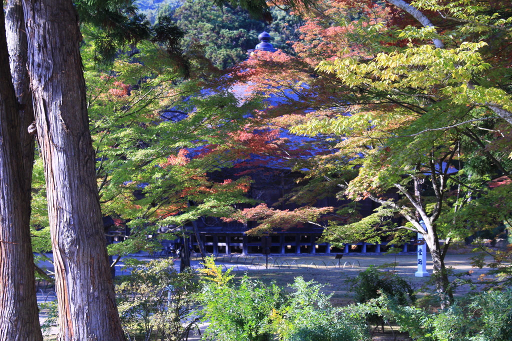 毛越寺