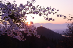 日の出と桜