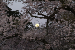 月と桜