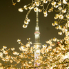 スカイツリーと夜桜