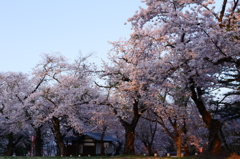 早朝の桜