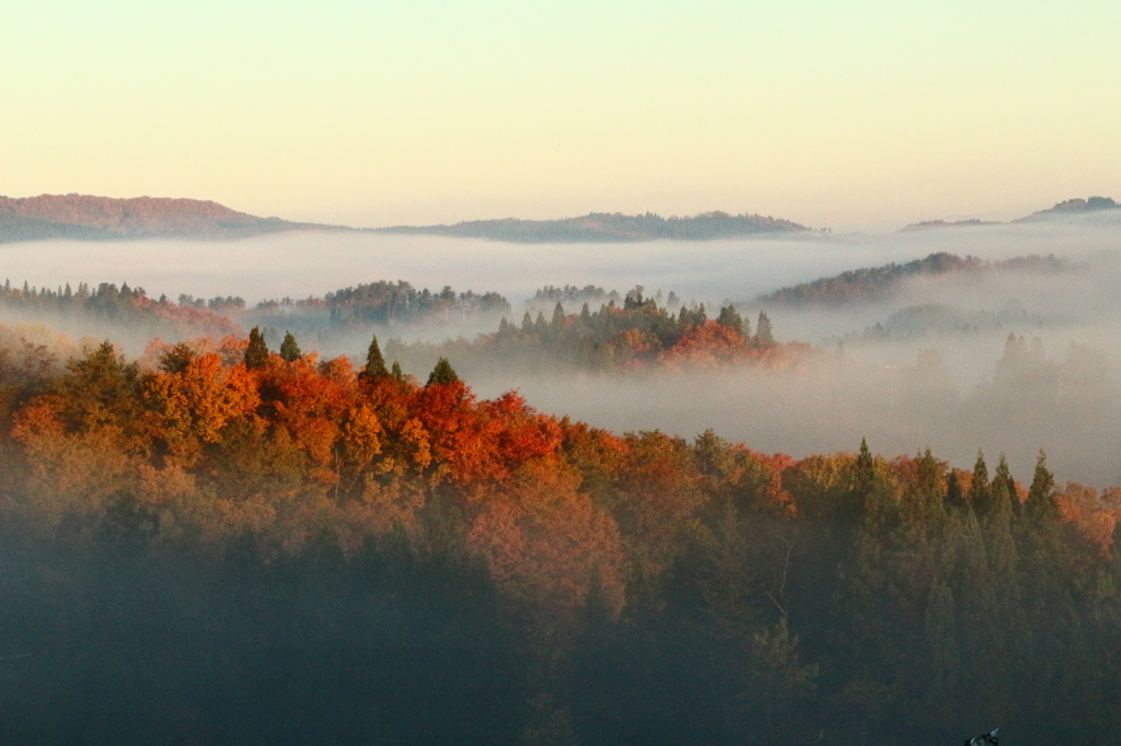 天空の紅葉