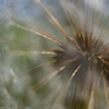 タンポポ