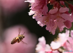 Bee Flying