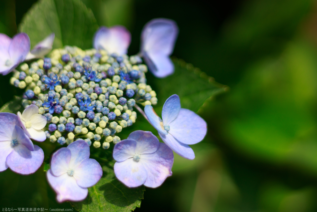 紫陽花