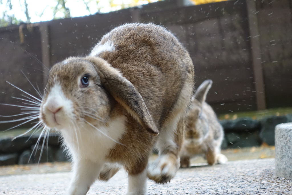 餌まっしぐら