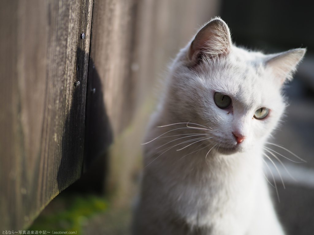 野良猫