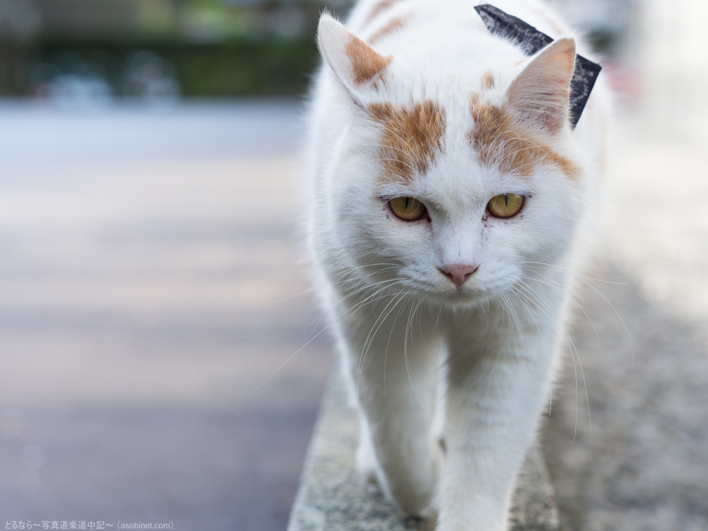 やいやい！何撮ってやがるんだ