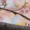 桜道を巡る　4