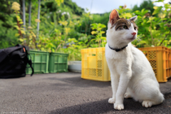 猫寺にて