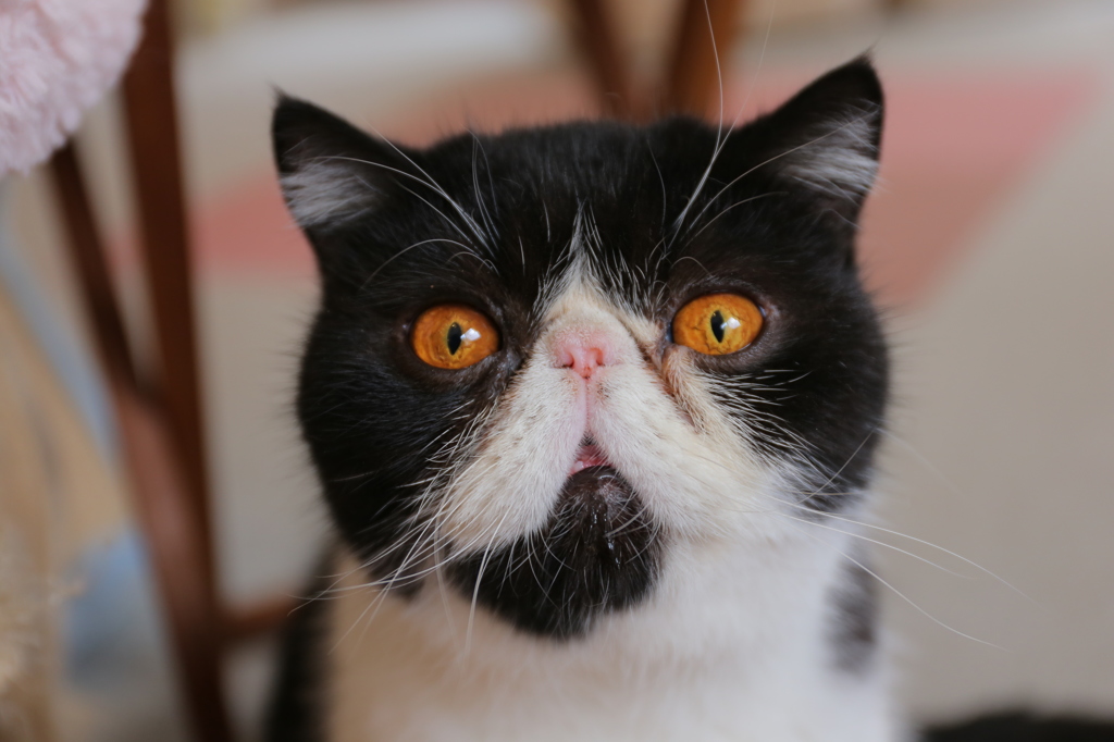 我が輩は猫である