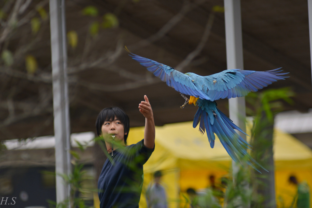 鳥