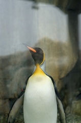 ペンギン
