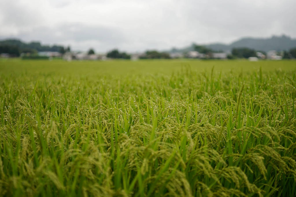 穂