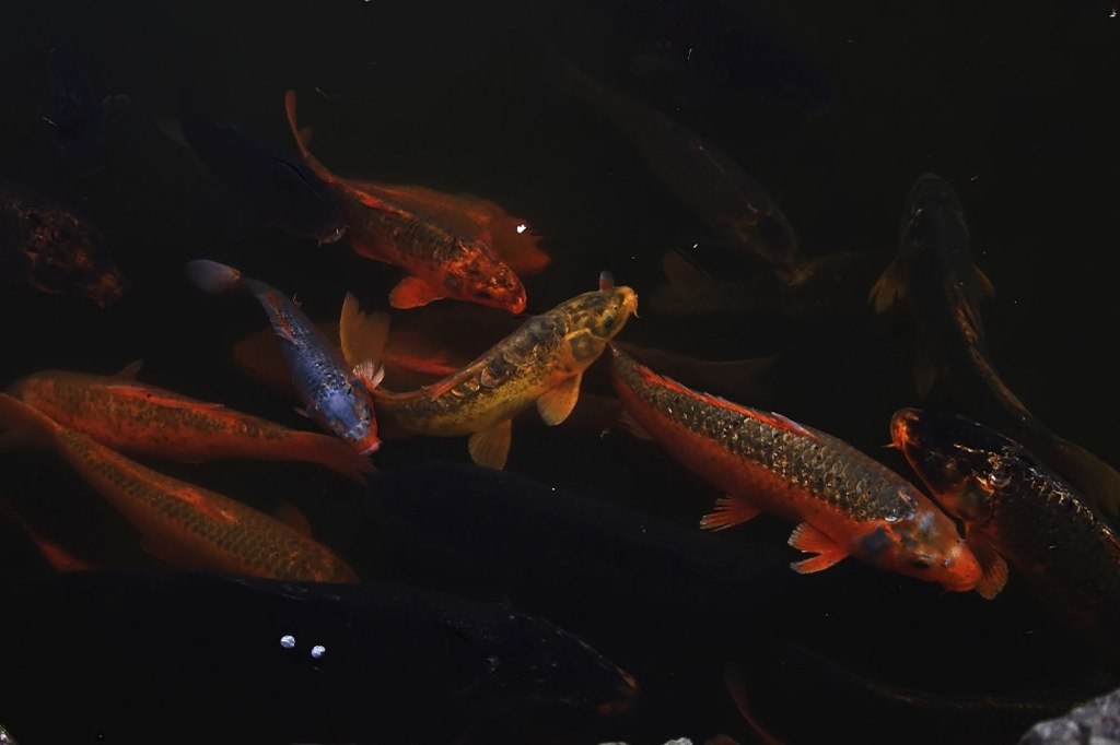 鯉