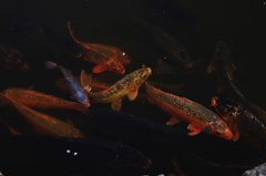 鯉