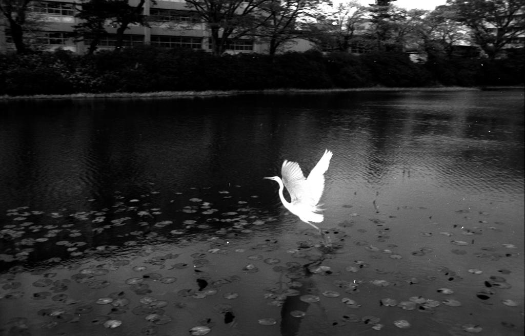 さぎ
