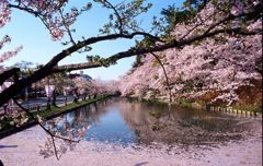 銀塩　桜