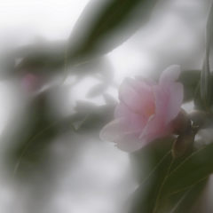 元旦