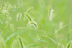 IMGP5499