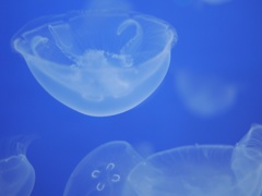 クラゲ